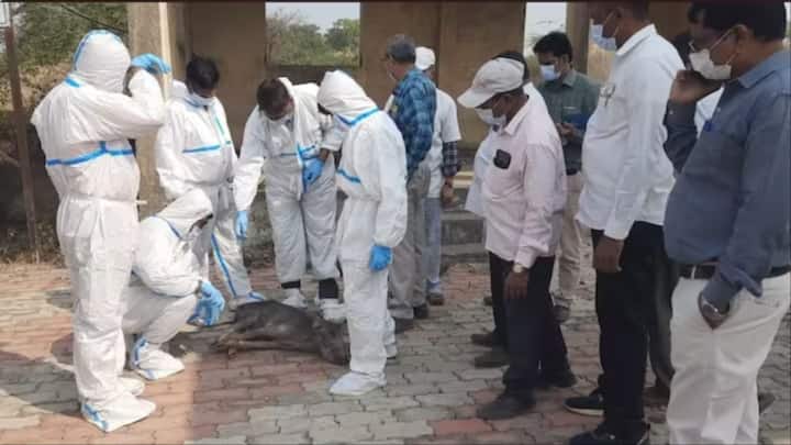 African swine flu enters Gujarat 100 pigs die in Masavad village African Swine Flu: गुजरात में अफ्रीकी स्वाइन फ्लू की एंट्री, मसावद गांव में 100 सूअरों की मौत, मचा हड़कंप