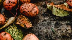 Potato Farming: अगर आप भी करते हैं आलू की खेती तो ध्यान रखें ये बातें