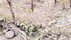 ब्रश वुड निर्माण के लिए काट डाले साल और बीजा के पेड़, नरवा विकास योजना के तहत दो साल पहले मिली थी मंजूरी