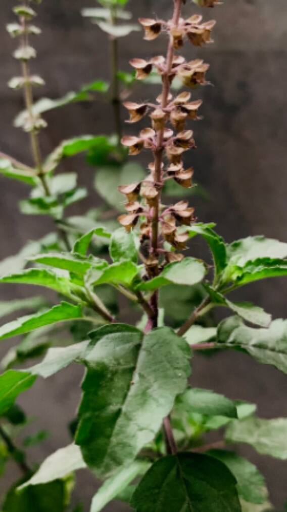 इन तरीकों से सूखे हुए तुलसी के पौधे को करें हरा भरा