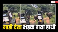 Video: जंगल में गाड़ी देख नाराज हुआ हाथी, ड्राइवर पर किया हमला, फिर जो हुआ...
