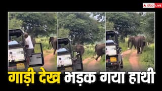 Video: जंगल में गाड़ी देख नाराज हुआ हाथी, ड्राइवर  पर किया हमला, फिर जो हुआ...