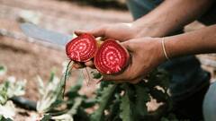 Vegetables For Hair Health: ঘন কালো উজ্জ্বল চুল পেতে চাইলে পাতে রাখতে হবে এই ৫ সবজি