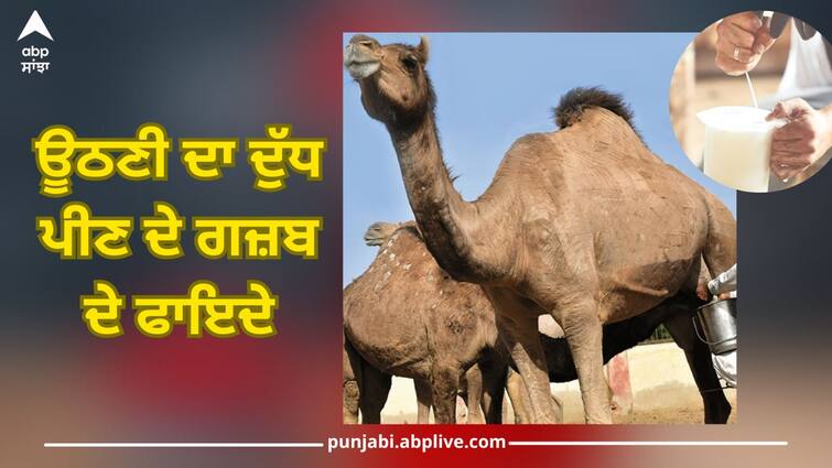 benefits of drinking camel milk, these diseases will be gone health news Camel Milk: ਊਠਣੀ ਦਾ ਦੁੱਧ ਪੀਣ ਦੇ ਗਜ਼ਬ ਦੇ ਫਾਇਦੇ, ਇਹ ਬਿਮਾਰੀਆਂ ਹੋ ਜਾਣਗੀਆਂ ਨੌਂ ਦੋ ਗਿਆਰਾਂ