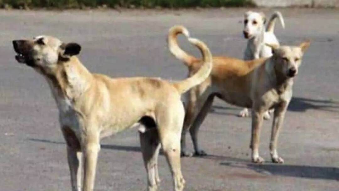 Crime: கொடூரமாக சுட்டுக் கொல்லப்பட்ட தெருநாய்கள்! தெலங்கானாவில் கொடூரம்!