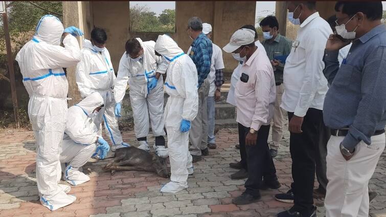 Tapi News: African Swine Flu has appeared in Nandurbar, Maharashtra area, 100 pigs died Tapi: ગુજરાત બોર્ડર નજીકના આ ગામમાં આફ્રિકન સ્વાઇન ફૂલનો પગપેસારો, 100 ડુક્કરના મોતથી ખળભળાટ