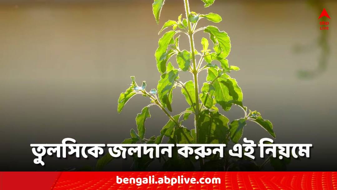 Vastu Tips for Tulsi: তুলসিকে জল দানের সময় অবশ্যই করুন এই কাজ, আজীবন পাবেন লক্ষ্মীর আশীর্বাদ Vastu Tips for Tulsi Be sure to do this while giving water to Tulsi, you will get Lakshmi's blessings for life Vastu Tips for Tulsi: তুলসিকে জল দানের সময় অবশ্যই করুন এই কাজ, আজীবন পাবেন লক্ষ্মীর আশীর্বাদ