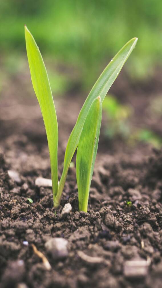 देशातील टॉप-10 कृषी संस्था!