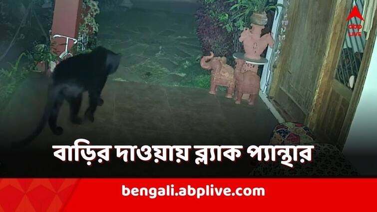 Rare Black Panther Spotted in Tamilnadu Coonoor, IFS Parveen Kaswan shares video, Netizen reacts Black Panther Spotted: বাড়ির দাওয়ায় ব্ল্যাক প্যান্থার! উঁকিঝুঁকি ঘরের ভিতর, তারপরে?