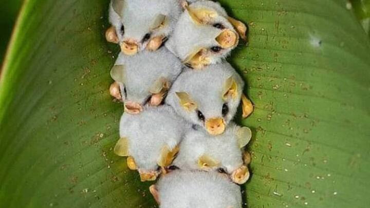 सफेद चमगादड़ रुई के बॉल की तरह नजर आते हैं. बता दें कि छोटे-छोटे और बेहद क्‍यूट नजर आने वाले इन चमगादड़ों को देखकर आप भी कहेंगे क‍ि ये तो दुनिया के सबसे प्‍यारे जीव हैं.लाइव साइंस की रिपोर्ट के मुताबिक रोएंदार सफेद फर और बड़ी पीली नाक-कान वाले ये चमगादड़ सिर्फ 9 ग्राम वजनी होते हैं.