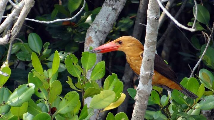 তবে আর বেশদিন শৈত্য-সুখ নয়। সপ্তাহের প্রথম কাজের দিন থেকেই ক্রমশ চড়বে পারদ। আগামী ৪-৫ দিনে দু থেকে চার ডিগ্রি তাপমাত্রা বাড়বে।