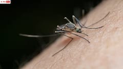 నెల్లూరు జిల్లాలో విష జ్వరాల విజృంభణ - ప్రజల ఆందోళన