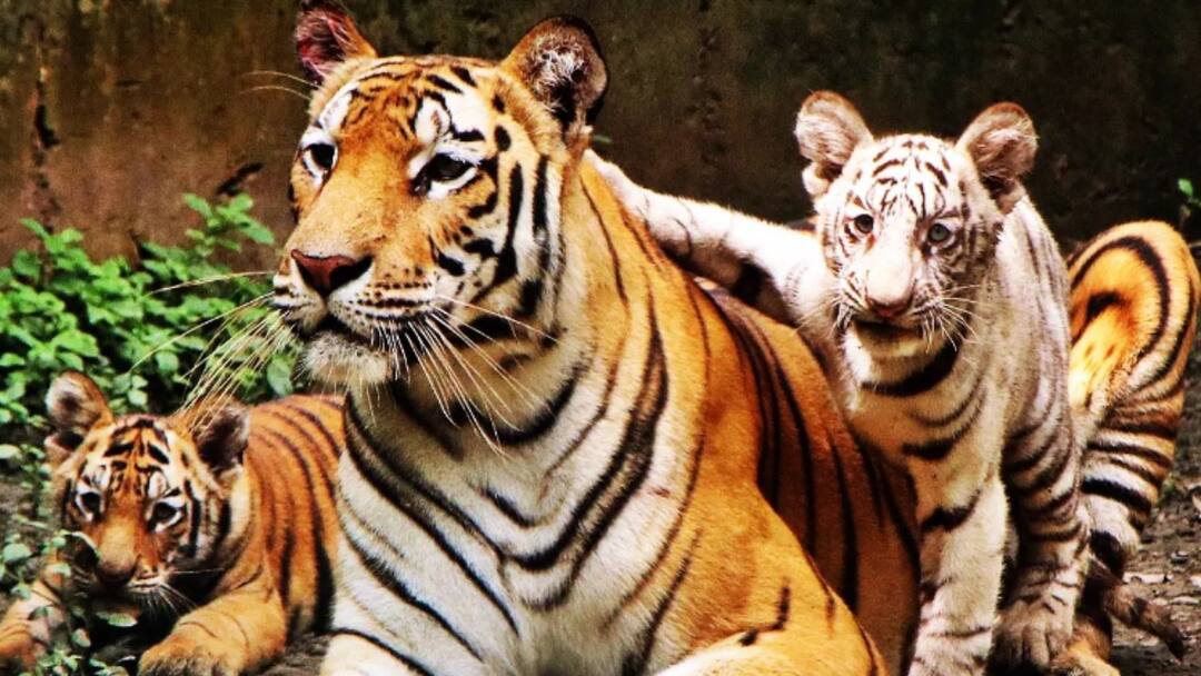 MP News: स्टेट ऑफ आर्ट ब्रीडिंग सेंटर बना इंदौर का जू, 1300 से ज्यादा हैं वन्य प्राणियों की संख्या Indore Zoo becomes state of art breeding center number of wild animals is more than 1300 Ann MP News: स्टेट ऑफ आर्ट ब्रीडिंग सेंटर बना इंदौर का जू, 1300 से ज्यादा हैं वन्य प्राणियों की संख्या