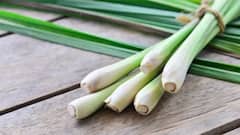 Medicinal Plants: আপনার বাড়িতে সহজে জন্মাতে পারে এই ৫টি ভেষজ গাছ, যার রয়েছে অনেক গুণ