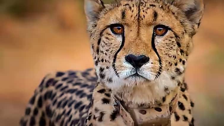 Kuno National Park 12 Cheetah brought from South Africa to completed one year 4 died ANN MP News: दक्षिण अफ्रीका से कूनो नेशनल पार्क लाए गए 12 चीतों को पूरा हुआ एक साल, चार की हुई मौत