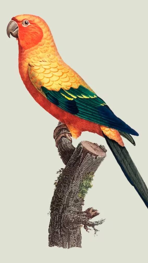 ਆਦਮੀ ਦੀ ਆਵਾਜ਼ ਦੀ ਨਕਲ ਕਿਵੇਂ ਕਰਦ ਤੋਤਾ?