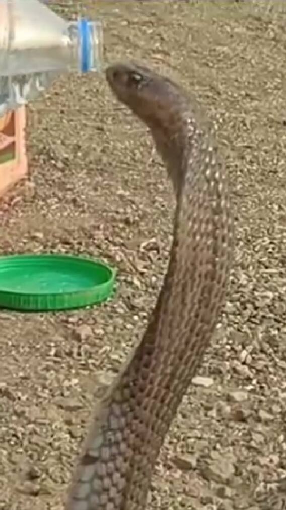 दूध नहीं मिनरल वाटर पीते हुए सांप का वीडियो हो रहा वायरल