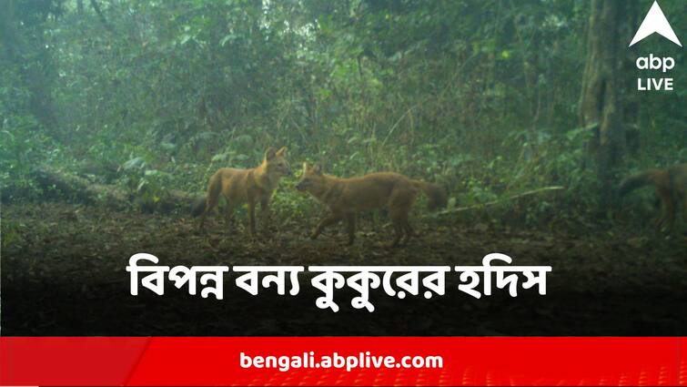 Endangered Species Of Wild Dog Dhole Found In Trap Camera In Alipurduar Buxa Tiger Reserve Alipurduar News:বিপন্ন প্রজাতির বন্য কুকুর 'ঢোল'-র ছবি 'বন্দি' বক্সা ব্যাঘ্র প্রকল্পের ট্র্যাপ ক্যামেরায়
