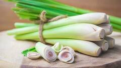 Medicinal Plants: আপনার বাড়িতে সহজে জন্মাতে পারে এই ৫টি ভেষজ গাছ, যার রয়েছে অনেক গুণ