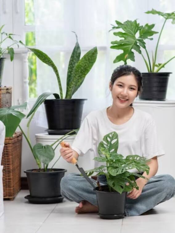 इन 5 पौधों को घर में लगाने से कम होगा तनाव
