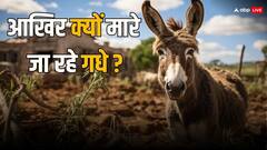 वो दवा जिसके लिए दुनियाभर में मारे जा रहे गधे, मेकअप के लिए भी होता है इस्तेमाल