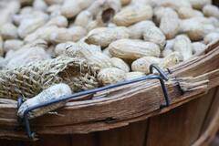 Peanuts Disadvantages : अति शेंगदाणे खाणे ठरू शकते घातक ?