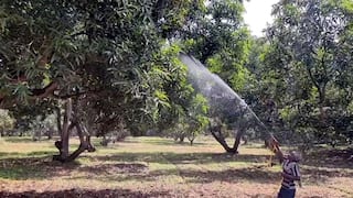 மா மரத்தில் பூக்கள் பூக்காத நிலையில் மா விவசாயம் முற்றிலும் பாதிப்பு- பெரியகுளம் விவசாயிகள் வேதனை
