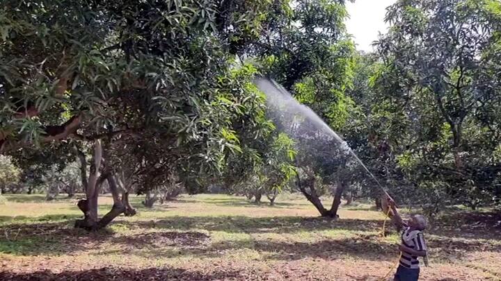 Theni news mango farming is completely affected when mango trees do not bloom in Periyakulam area - TNN மா மரத்தில் பூக்கள் பூக்காத நிலையில் மா விவசாயம் முற்றிலும் பாதிப்பு- பெரியகுளம் விவசாயிகள் வேதனை