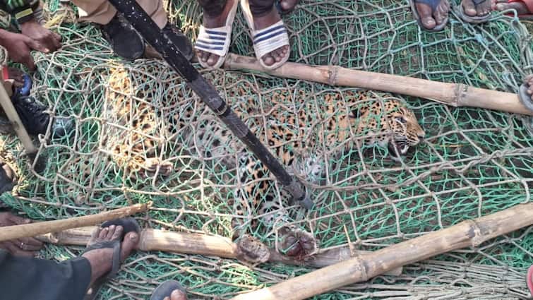 Maharajganj News Leopard trapped in a installed trap in field Forest department rescued ann Maharajganj News: महराजगंज में जंगल से भटककर आया शावक खेत में लगे ट्रैप में फंसा, वन विभाग रेस्क्यू कर वापस छोड़ा