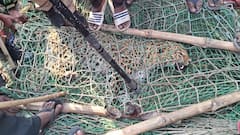 महराजगंज में जंगल से भटककर आया शावक खेत में लगे ट्रैप में फंसा, वन विभाग रेस्क्यू कर वापस छोड़ा