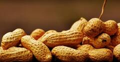 Peanuts Disadvantages : अति शेंगदाणे खाणे ठरू शकते घातक ?