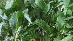 Buffalo Spinach Benefits: লিভার ভাল রাখে এই ‘পেন কিলার’ শাক ! রয়েছে আরও ৮ গুণ