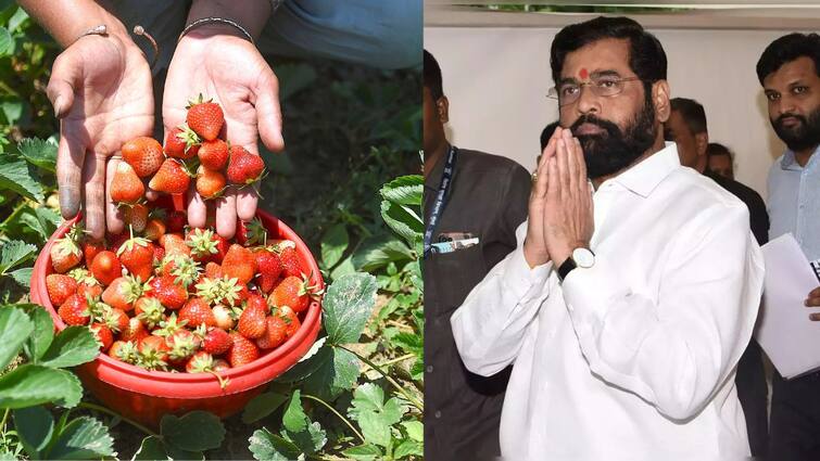 Agriculture News Big news for strawberry farmers in state CM Eknath Shinde is preparing to take big decision marathi news राज्यातील स्ट्रॉबेरी शेतकऱ्यांसाठी मोठी बातमी! मुख्यमंत्री शिंदे मोठा निर्णय घेण्याच्या तयारीत