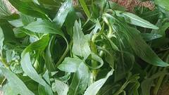 Buffalo Spinach Benefits: লিভার ভাল রাখে এই ‘পেন কিলার’ শাক ! রয়েছে আরও ৮ গুণ