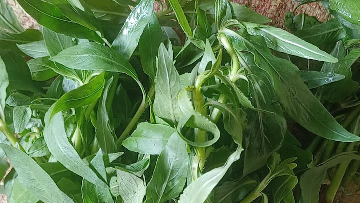 বেশ কিছু গবেষণায় দেখা গিয়েছে, বাংলার মাঠেঘাটে ফলা এই শাক অ্যানালজেসিক প্রকৃতির। অর্থাৎ এটি ব্যথা কমাতে সাহায্য করে। এক কথায় বলা যায় পেন কিলার। (ছবি সৌজন্য - নিজস্ব চিত্র)