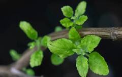 તુલસીનો છોડ ઘરની આ દિશામાં રાખો, ઘરમાં માતા લક્ષ્મીનો વાસ રહેશે