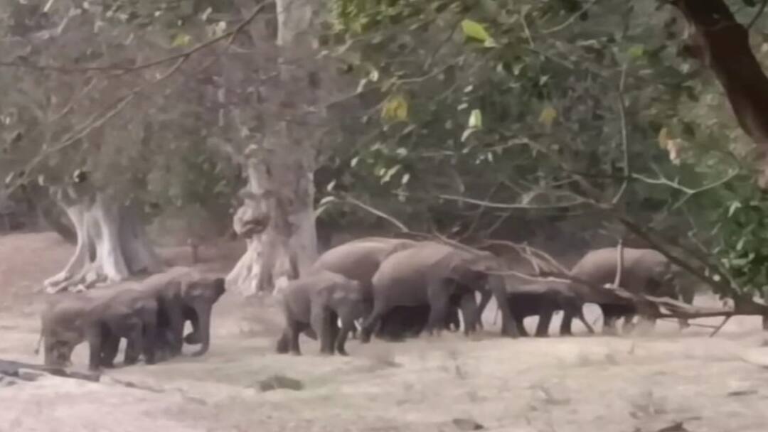 ஒகேனக்கல் அருகே காவிரி நீரை  குடித்து கரையோரமாக சுற்றித் திரியும் யானைகள் கூட்டம்