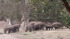 ஒகேனக்கல் அருகே காவிரி நீரை  குடித்து கரையோரமாக சுற்றித் திரியும் யானைகள் கூட்டம்