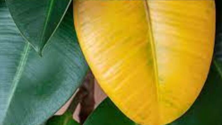 গাছের পাতা যদি হঠাৎ হলুদ বর্ণ ধারণ করে, তাহলে বুঝতে হবে স্বাস্থ্য ভাল নেই তার। পুষ্টির অভাব রয়েছে, নাইট্রোজেনের ঘাটতি রয়েছে। ছবি: পিক্সাবে।