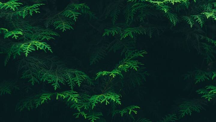 শরীরে কোনও রোগ বাসা বেঁধেছে কি না, বোঝা যায় কিছু লক্ষণ দেখে। এই কথা খাটে গাছের ক্ষেত্রেও। গাছ নিজেই তার জানান দেয়। ছবি: পিক্সাবে।