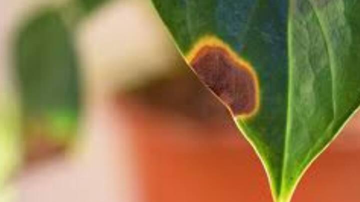 গাছের পাতা যদি বাদামি হয়ে যায় বা শুকিয়ে যায় , বুঝতে হবে অত্যন্ত কঠিন অবস্থার মধ্যে রয়েছে গাছ। পর্যাপ্ত জলের অভাব হতে পারে, শরীরে বাসা বেঁধে থাকতে পারে রোগ, ক্ষতিগ্রস্ত হয়ে থাকতে পারে শিকড়ও। ছবি: পিক্সাবে।