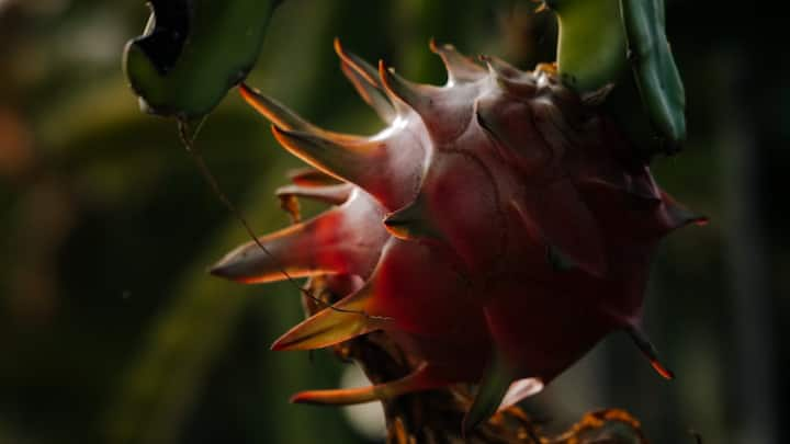 Dragon Fruit Cultivation at Home: आप घर पर ही ड्रैगन फ्रूट को उगाकर काफी पैसा बचा सकते हैं. ये खाने में काफी स्वादिष्ट होता है और सेहत के लिए काफी अच्छा रहता है.