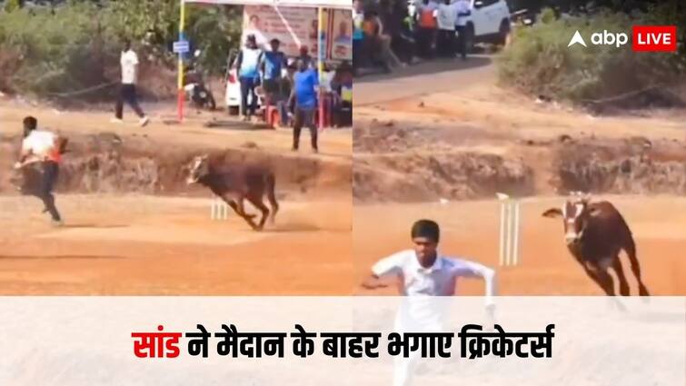 bull enters in cricket ground while cricketers were playing see viral video Watch: सांड ने क्रिकेट के मैदान में घुस के मचाई तबाही, बैटर ही नहीं फील्डर्स भी जान बचाकर भागे, देखें वीडियो
