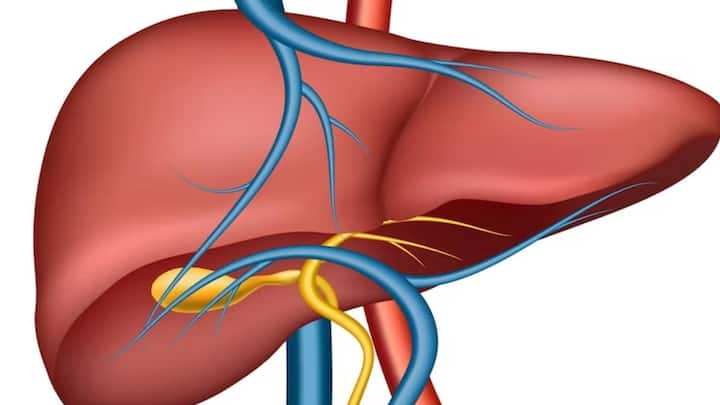 लिवर बॉडी में पाचन तंत्र का बड़ा हिस्सा है. लेकिन हेपेटाइटिस जैसी बीमारी है. लिवर की क्षमता को बेहद कमजोर बना देती हैं. उनके लक्षणों को समय रहते ध्यान देने की जरूरत है.