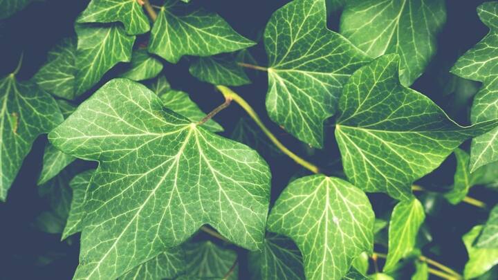 মানব শরীরে প্রতিটি অঙ্গের যেমন গুরুত্বপূর্ণ ভূমিকা রয়েছে, তেমনই শিকড়, ডাল-পালা, পাতার ভূমিকা গুরুত্বপূর্ণ গাছের জন্য। পরিবেশেরও অঙ্গ সেগুলি। ছবি: পিক্সাবে।