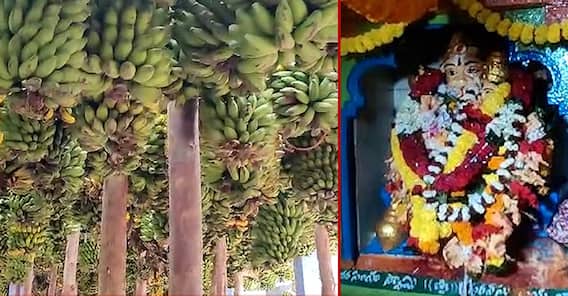 Chetla tandra Lakshmi Narasimha Temple : ఇక్కడ దేవుడికి అరటిపండ్లు కాదు..గెలలు సమర్పిస్తారు | ABP