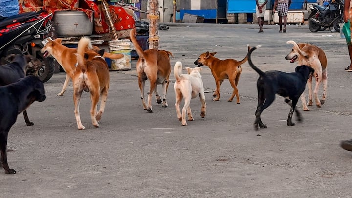 Bihar Economic Survey 2023 and 2024 Dog Bite Case Incidents Know District Wise Data Bihar News: पालतू नहीं खूंखार बन रहे हैं कुत्ते, बिहार में 2 लाख से ज्यादा लोगों को काटा, चौंकाने वाले हैं आंकड़े