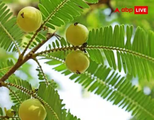 ਆਂਵਲੇ ਦਾ ਦਰੱਖਤ: ਮੰਨਿਆ ਜਾਂਦਾ ਹੈ ਕਿ ਆਂਵਲੇ ਦੇ ਦਰੱਖਤ ਵਿੱਚ ਭਗਵਾਨ ਸ਼੍ਰੀ ਹਰੀ ਵਿਸ਼ਨੂੰ ਦਾ ਨਿਵਾਸ ਹੁੰਦਾ ਹੈ ਅਤੇ ਇਹ ਰੁੱਖ ਭਗਵਾਨ ਵਿਸ਼ਨੂੰ ਨੂੰ ਬਹੁਤ ਪਿਆਰਾ ਹੁੰਦਾ ਹੈ। ਅਜਿਹੇ ਘਰ ਜਿੱਥੇ ਆਂਵਲਾ ਦਾ ਬੂਟਾ ਜਾਂ ਦਰੱਖਤ ਹੋਵੇ ਅਤੇ ਉਸ ਦੀ ਪੂਜਾ ਕੀਤੀ ਜਾਂਦੀ ਹੈ, ਉੱਥੇ ਮਾਂ ਲਕਸ਼ਮੀ ਦਾ ਵਾਸ ਹੁੰਦਾ ਹੈ।