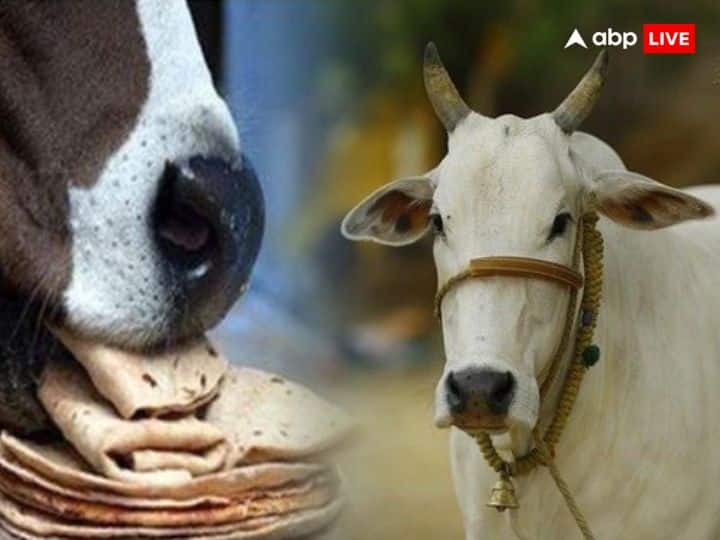 astrology importance and benefits of feeding cow offer first roti of
