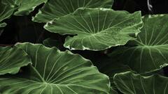 Tree Health: জানান দেয় নিজে থেকেই, পাতা দেখেই চিনুন গাছের অসুখ